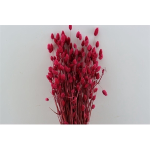 Dried Phalaris X5 Cerise Bunch