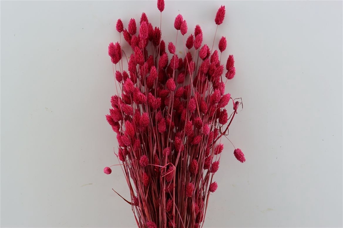 <h4>Dried Phalaris X5 Cerise Bunch</h4>