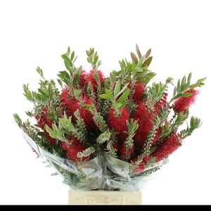 SNIJBLOEMEN OV BS