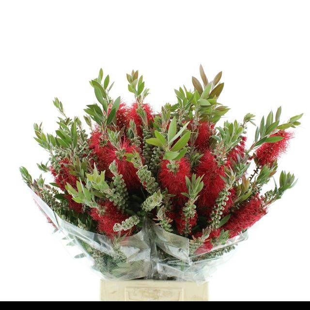 <h4>SNIJBLOEMEN OV BS</h4>