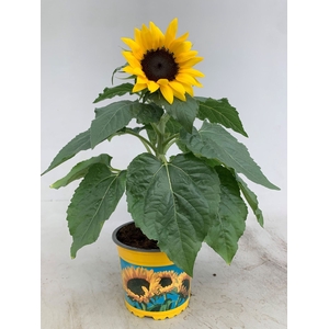 Helianthus Choco Sun