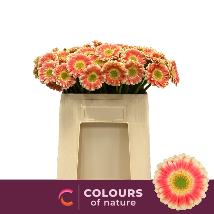 <h4>GE MI TOMPOUCE</h4>