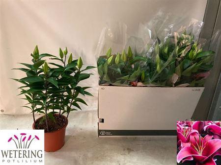 <h4>Lil Or Sunny Keys</h4>