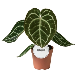 Anthurium Crystallinum