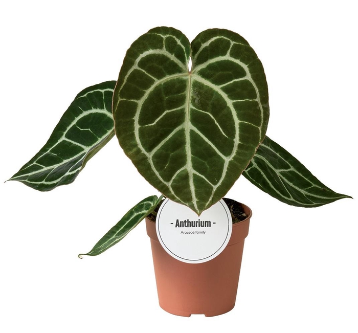 <h4>Anthurium Crystallinum</h4>
