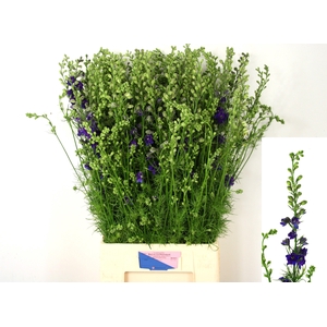 Consolida Q Dark Blue 90cm