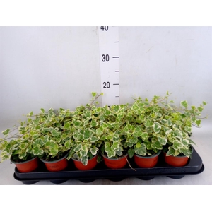 Hedera helix 'White Wonder'