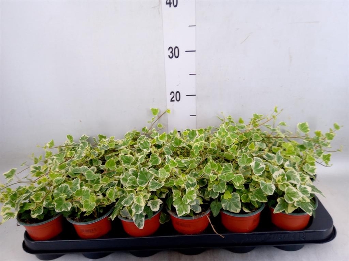 <h4>Hedera helix 'White Wonder'</h4>