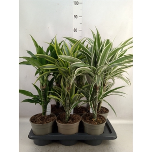 Dracaena   ...mix