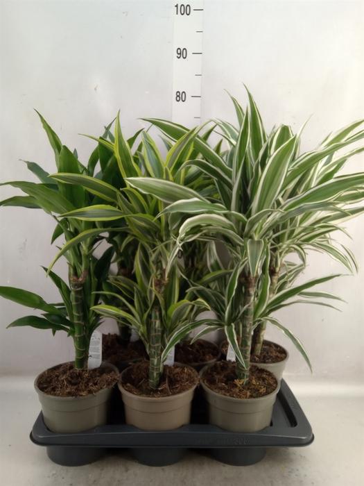 Dracaena   ...mix