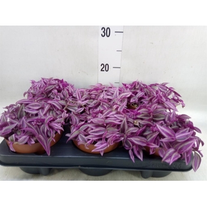 Tradescantia zebr. 'Pink Paradise'
