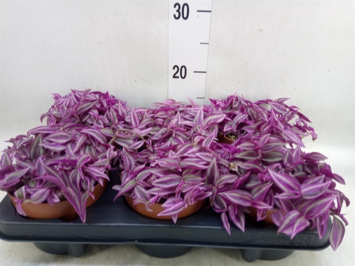 <h4>Tradescantia zebr. 'Pink Paradise'</h4>