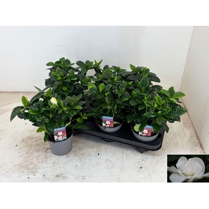 GARDENIA JASMINOIDES