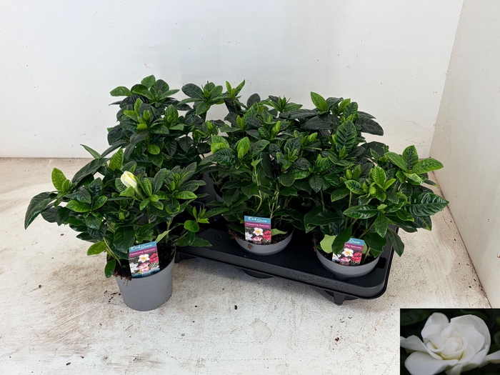<h4>GARDENIA JASMINOIDES</h4>