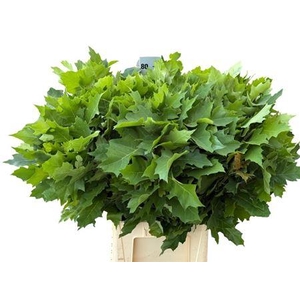 Querc Rubra 80 Cm