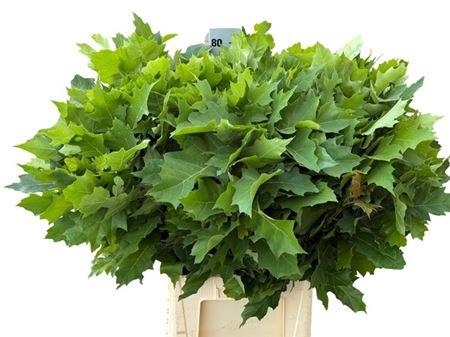 <h4>Querc Rubra 80 Cm</h4>