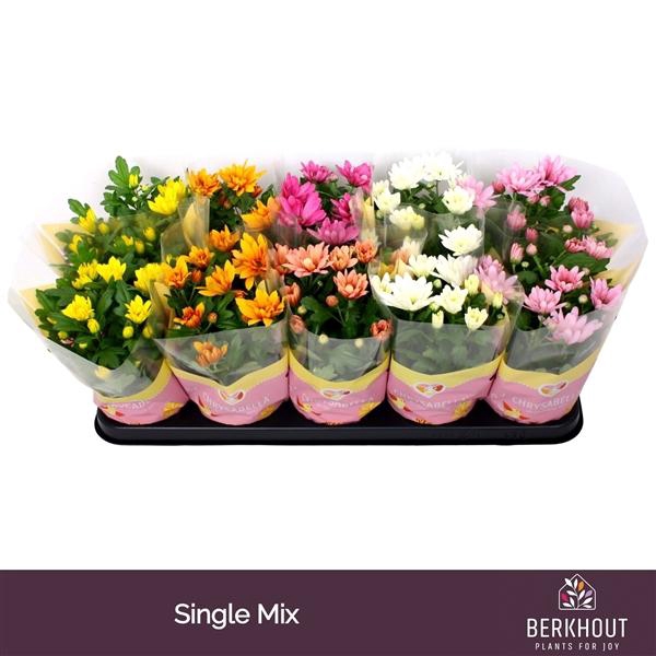 <h4>Chrysanthemum Indicum Grp gemengd 7 kleuren</h4>