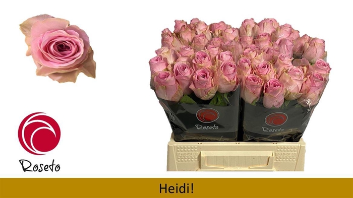 <h4>R Gr Heidi!</h4>
