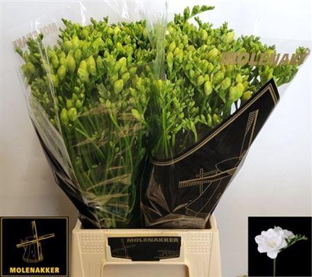 <h4>Fr Du Vivre</h4>