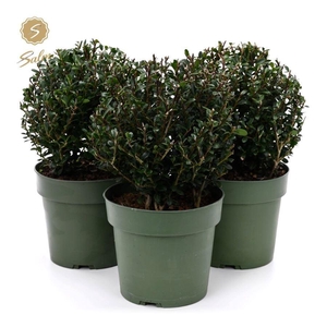 Ilex crenata 'Jenny'® Ball Ø20cm P17