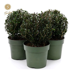 Ilex crenata 'Jenny'® Ball Ø20cm P17