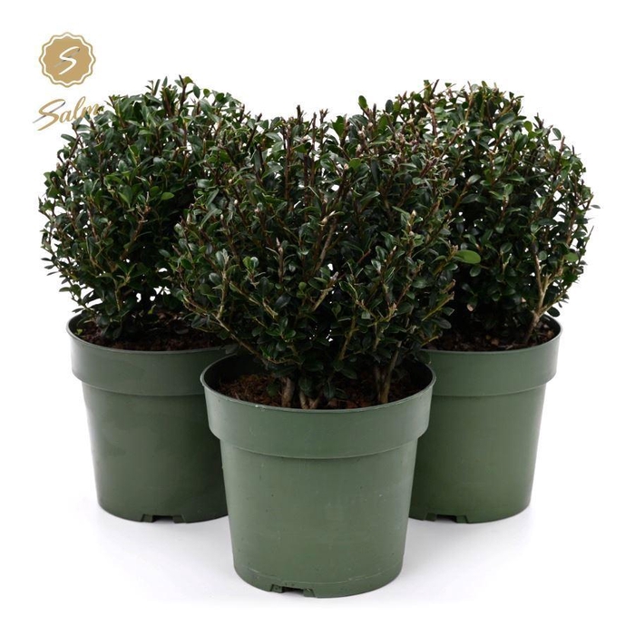 <h4>Ilex crenata 'Jenny'® Ball Ø20cm P17</h4>