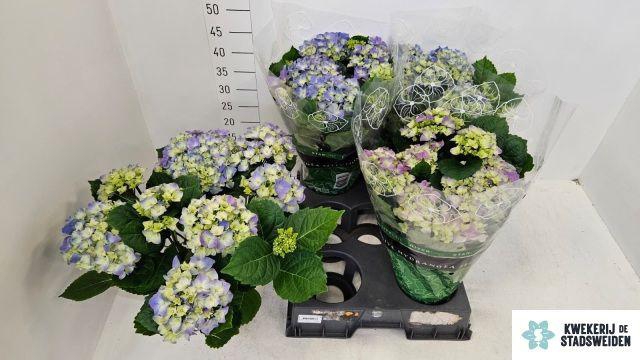 <h4>Hydr M Early Blue</h4>