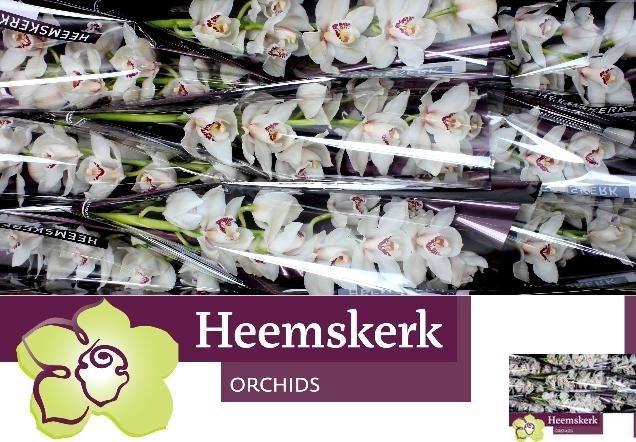 <h4>CYMB T MELINE</h4>