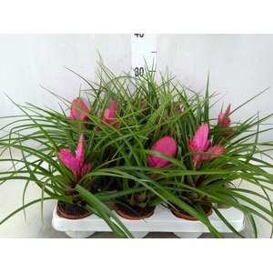 Tillandsia cyanea 'Josee'