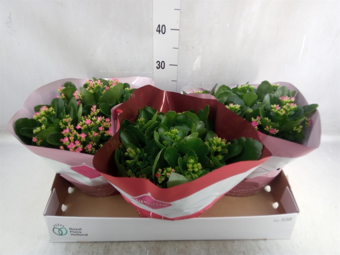 <h4>Kalanchoe blos.   ..mix 3</h4>