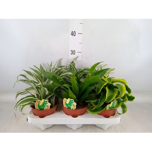 Dracaena   ...mix
