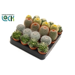 Cactus bollen mix