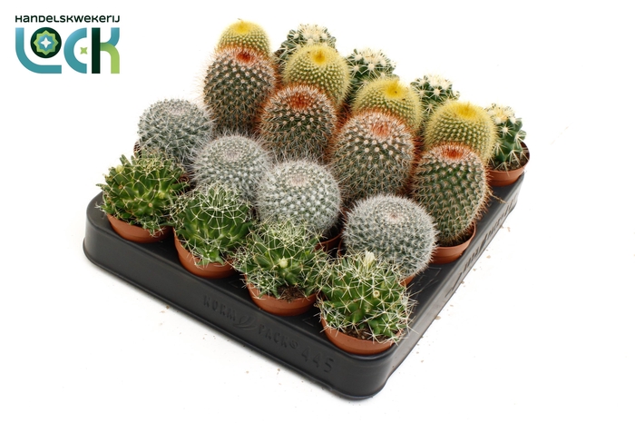 <h4>Cactus bollen mix</h4>