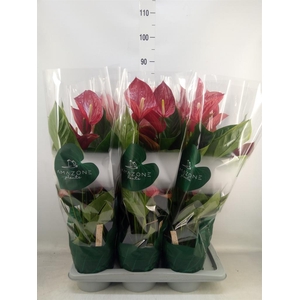 Anthurium andr. 'Melodia'