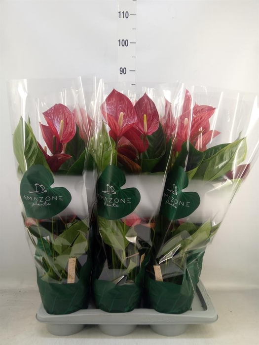 <h4>Anthurium andr. 'Melodia'</h4>