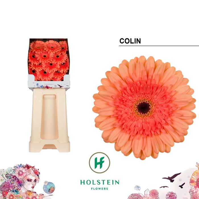 <h4>Ge Gr Colin</h4>