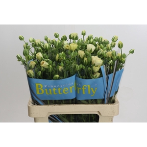 Ranunculus Butterfly Keramos