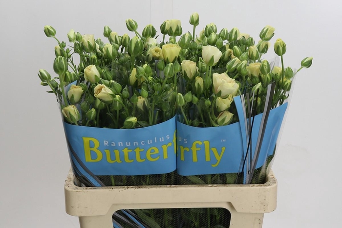<h4>Ranunculus Butterfly Keramos</h4>