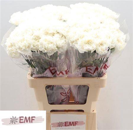 <h4>Di St Holly</h4>