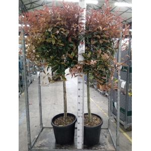 Photinia fraseri