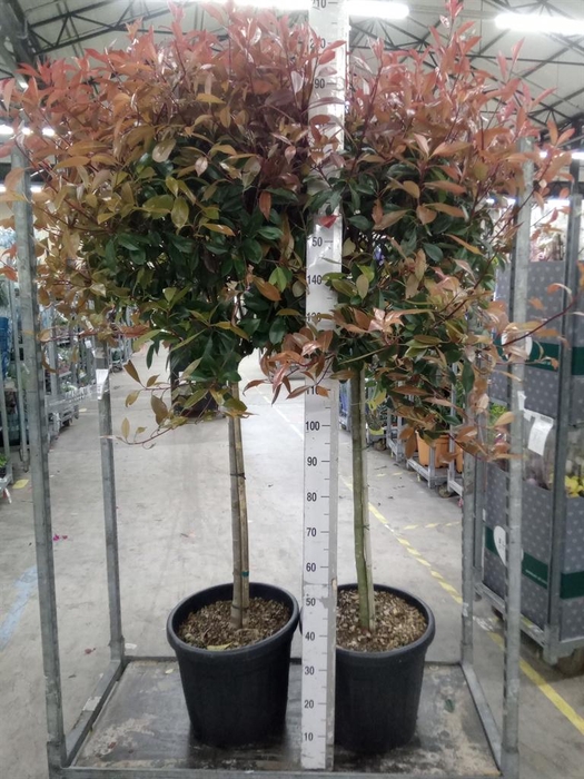 <h4>Photinia fraseri</h4>