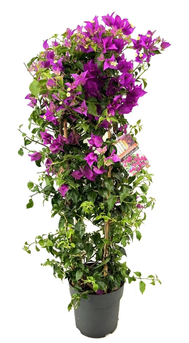 <h4>Bougainvillea glabra sanderiana</h4>