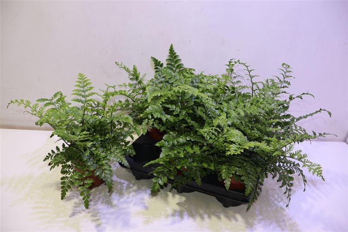 <h4>arr8 Asple Parvati</h4>