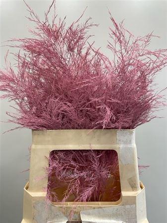 <h4>Treefern Pink</h4>