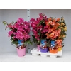 BOUGAINV DANIA