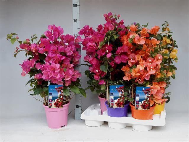 <h4>BOUGAINV DANIA</h4>