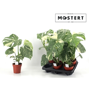 MONSTERA DEL THAI CO