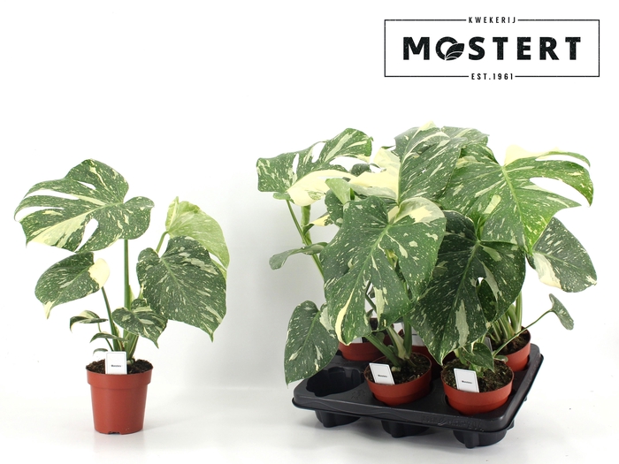 <h4>MONSTERA DEL THAI CO</h4>