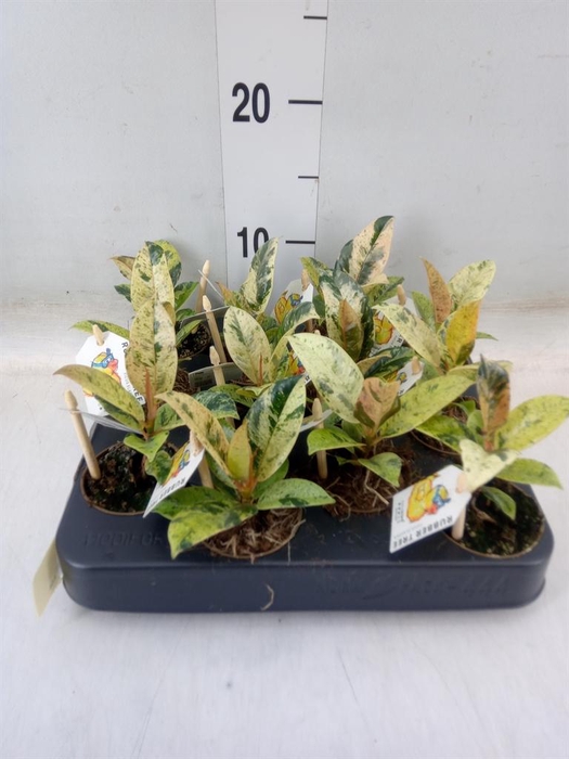 <h4>Ficus   ...</h4>