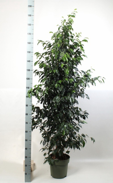 <h4>FIC BE DANIELLE</h4>